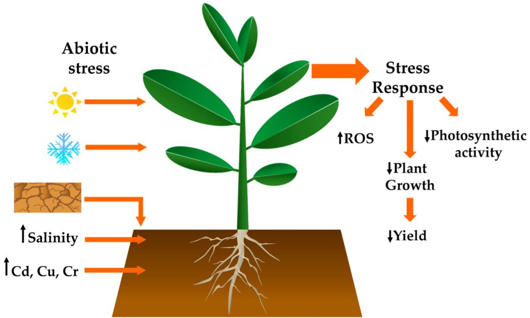 Molecular Basis of Crops and Fruit Plants in Response to Stress